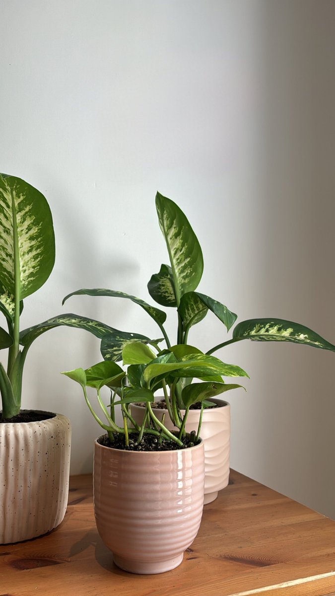 lamar👩🏻‍💻🌱 tweet media