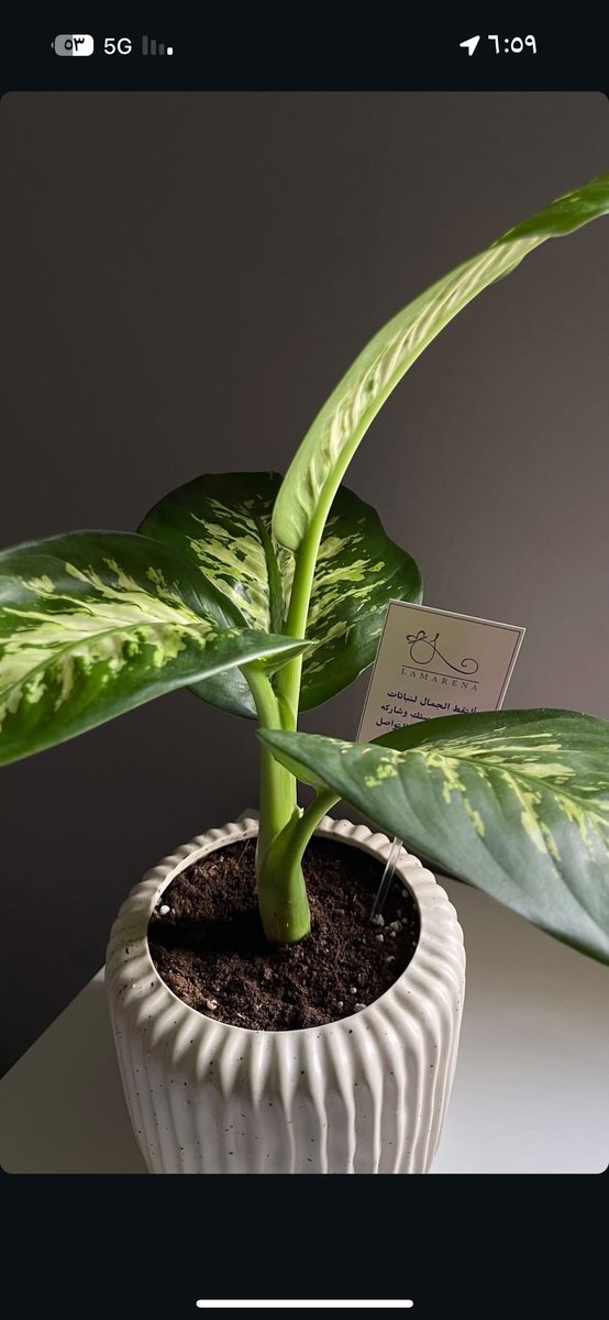 lamar👩🏻‍💻🌱 tweet media