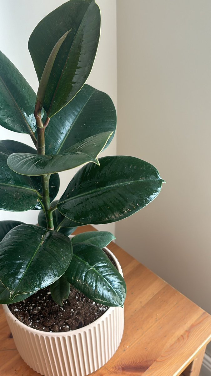 lamar👩🏻‍💻🌱 tweet media