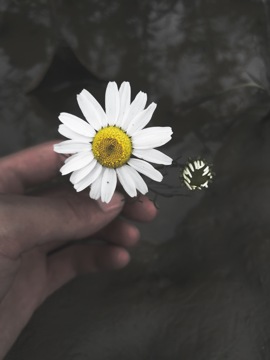 william arcuri tweet media