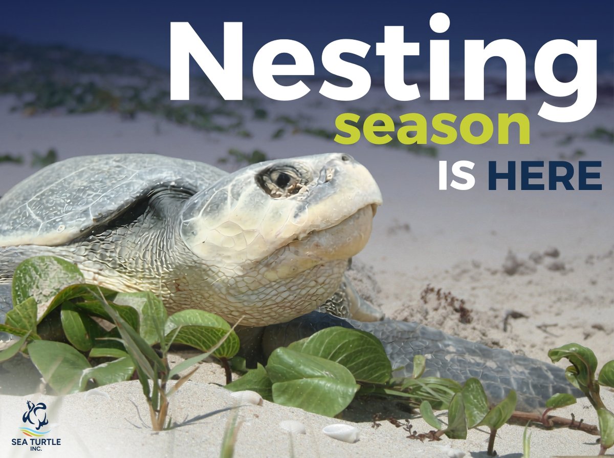 SeaTurtleInc's tweet image. Nesting season starts today! 🐢 South Padre Island beaches welcome the Kemp’s ridley sea turtle. This is the most critically endangered sea turtle and is a daytime nester. Spot one? Keep distance &amp;amp; call 956.243.4361. Every nest counts! 💚