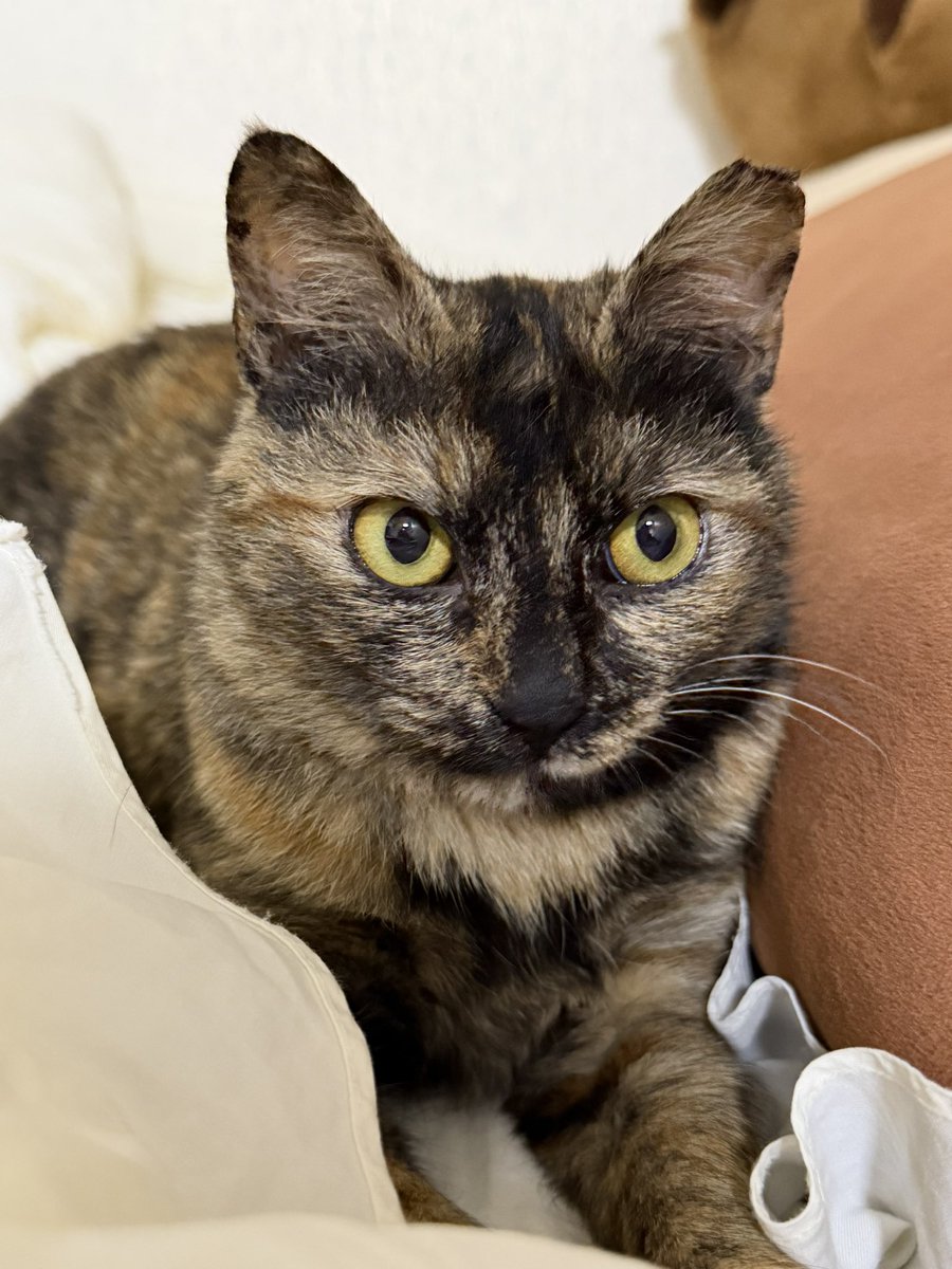 느리지만 이루는 자 tweet media