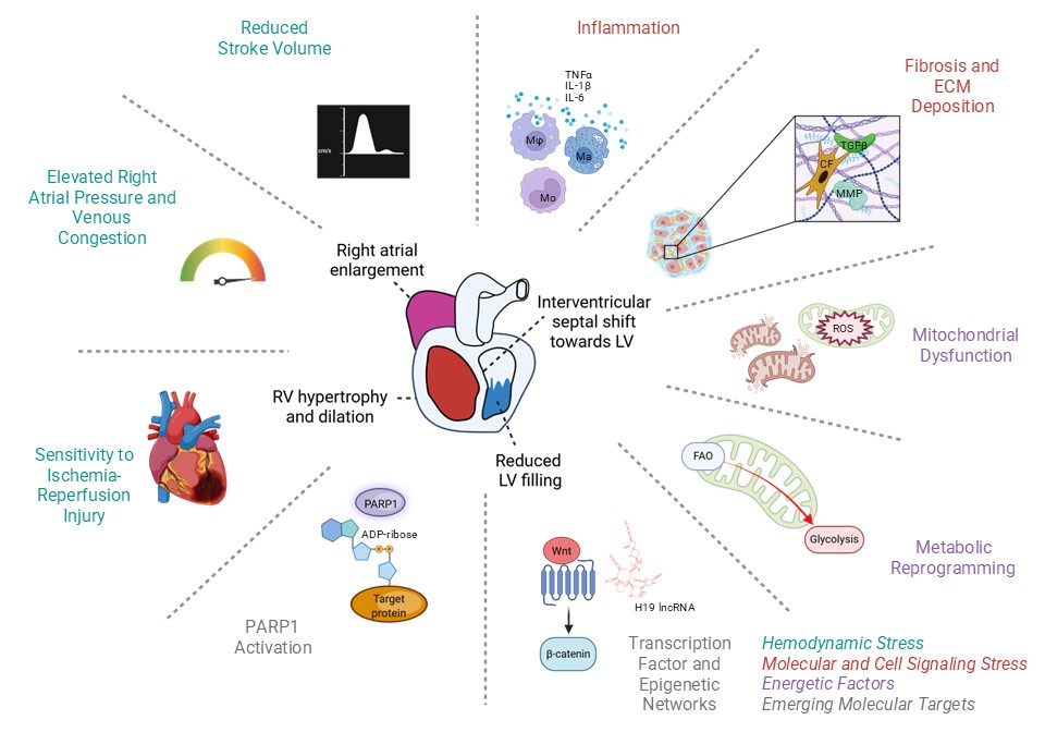 AHA Science tweet media