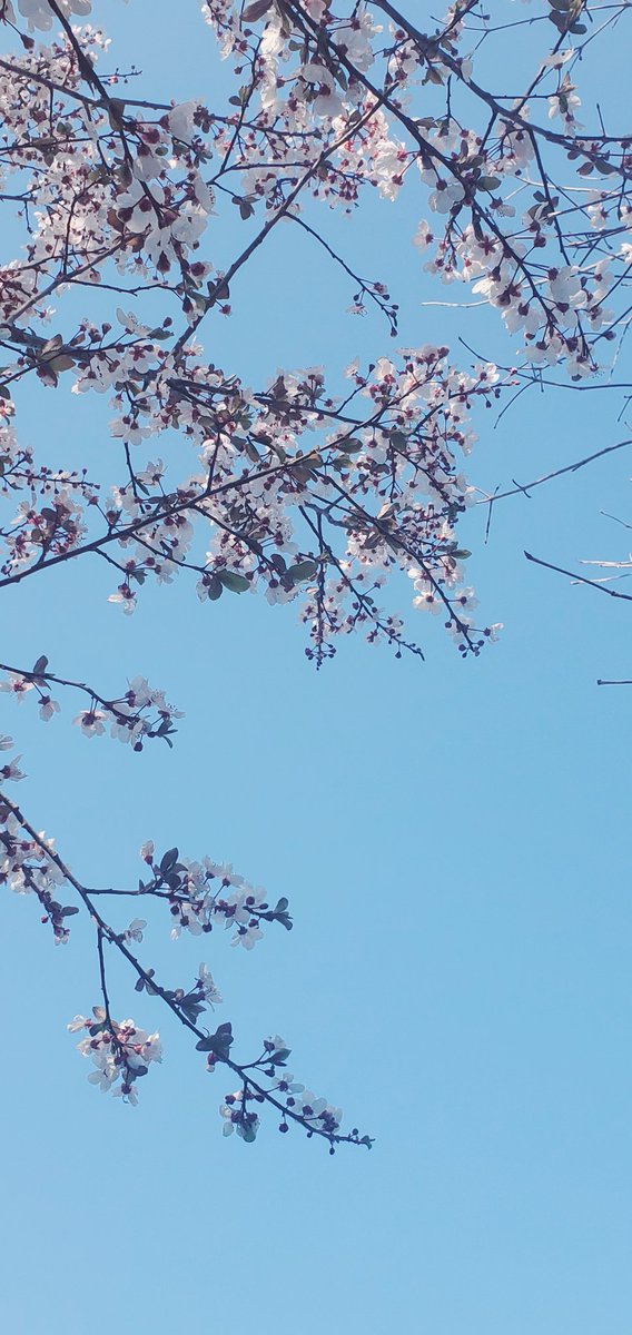 すやすや🐏 tweet media