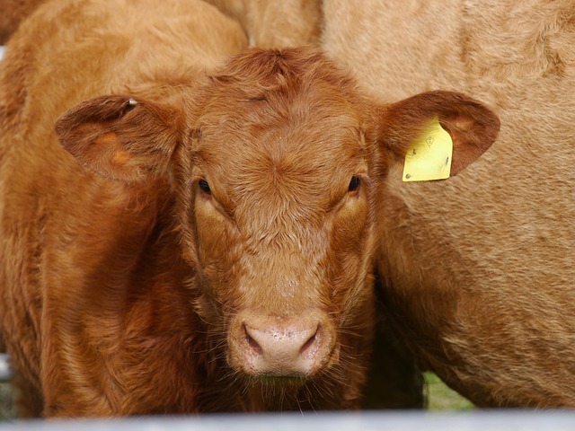 Carolina tweet media