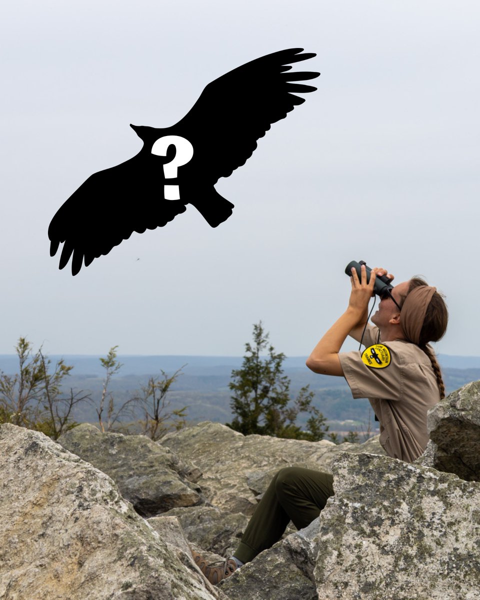 Hawk Mountain tweet media