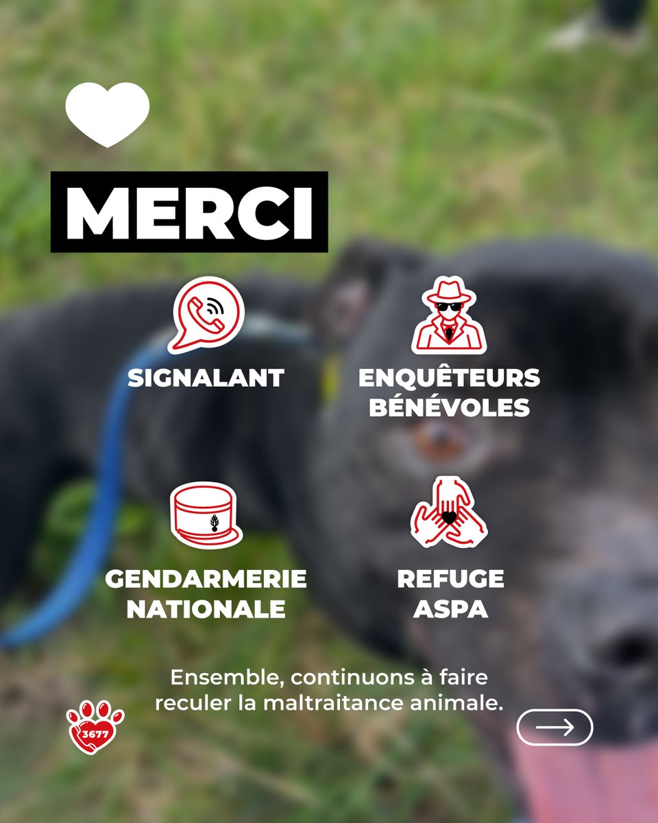 SOS Maltraitance Animale tweet media