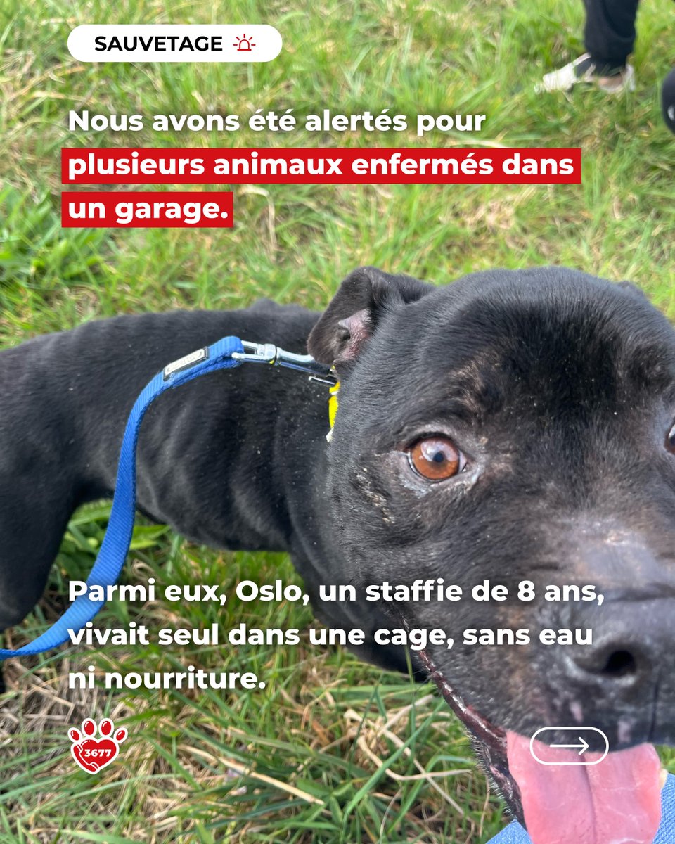 SOS Maltraitance Animale tweet media