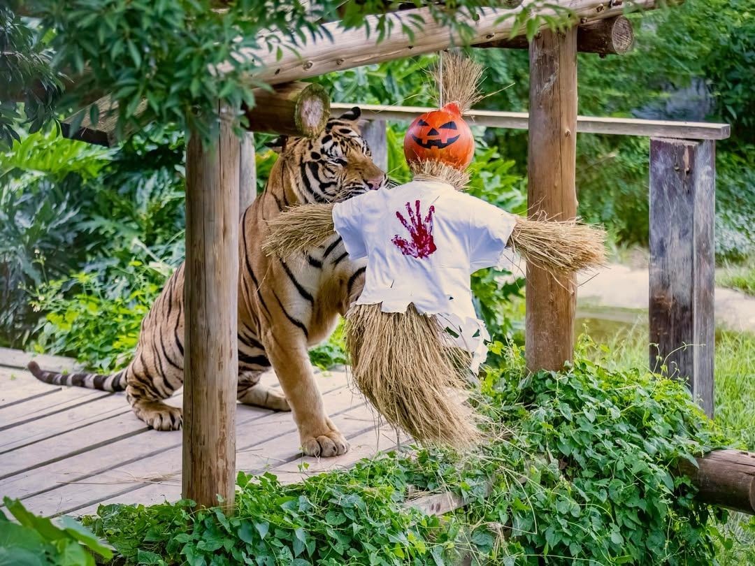 这道石锅拌饭，每一口都让人欲罢不能，品尝时幸福感瞬间满溢。