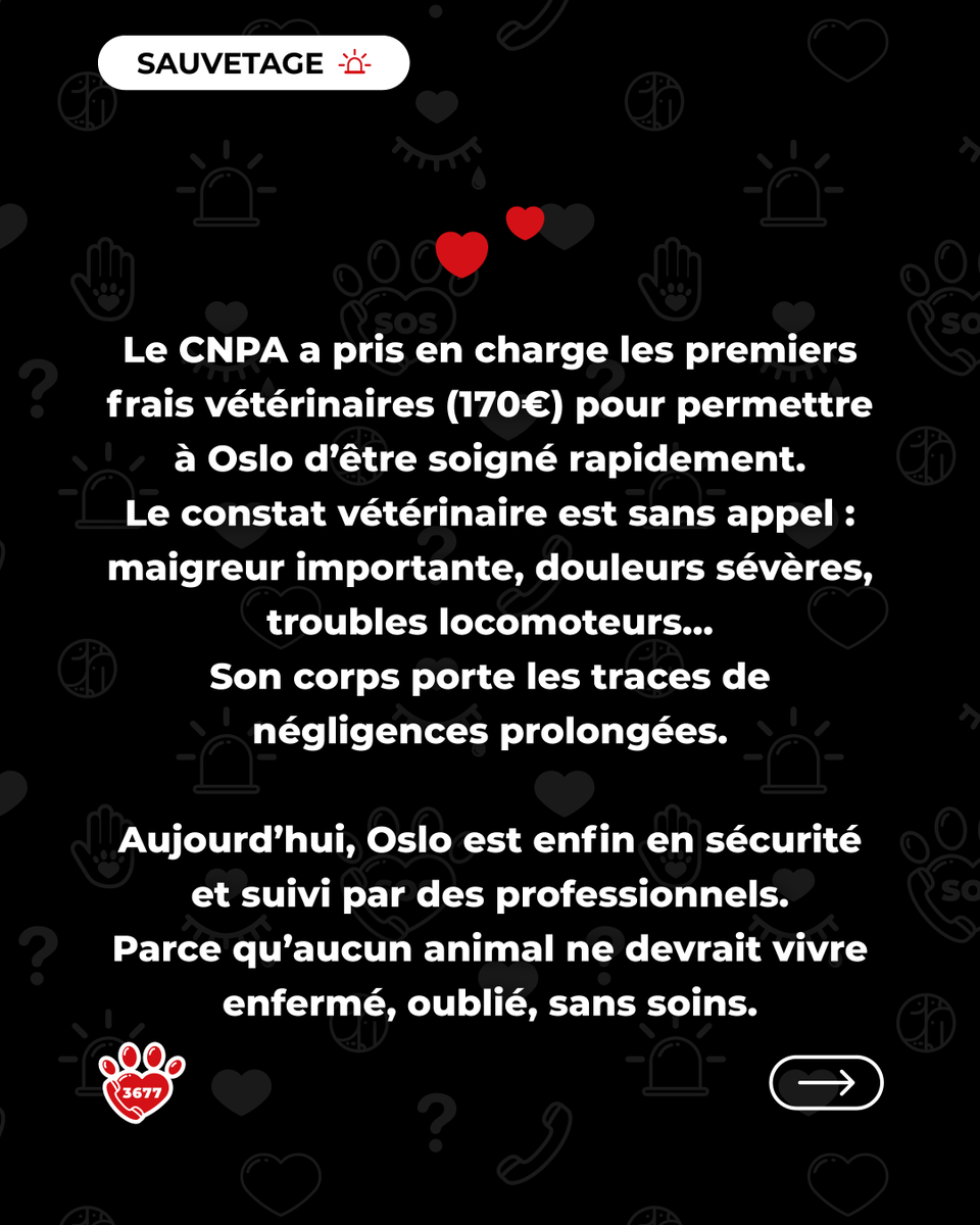 SOS Maltraitance Animale tweet media