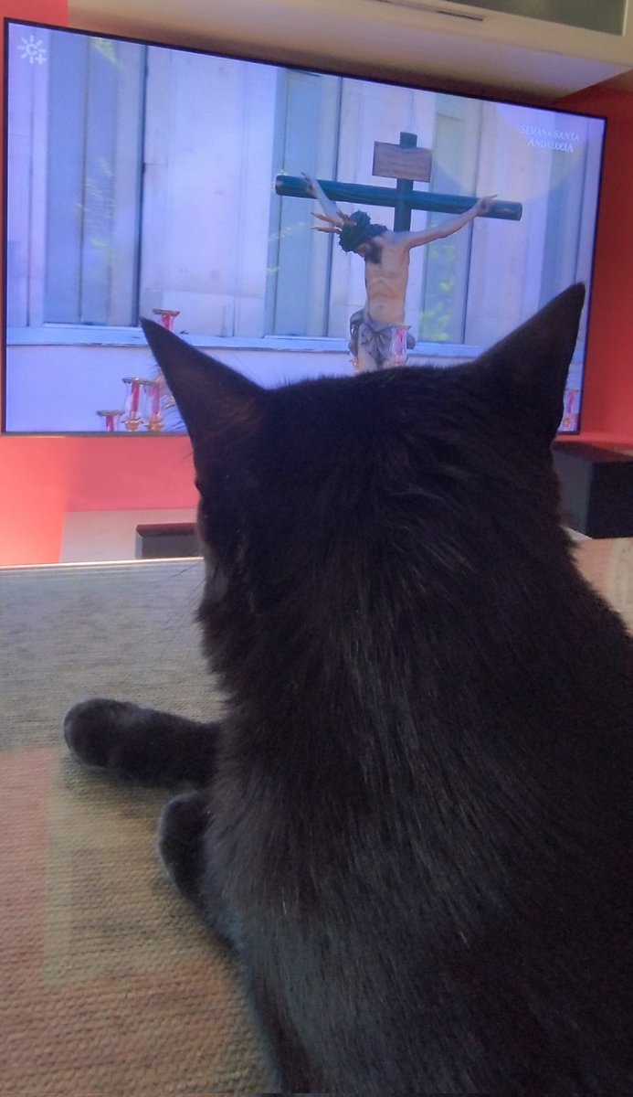 Mi hijo gatuno atento al caminar de semejante talla.
Se  quiere hacer hermano.