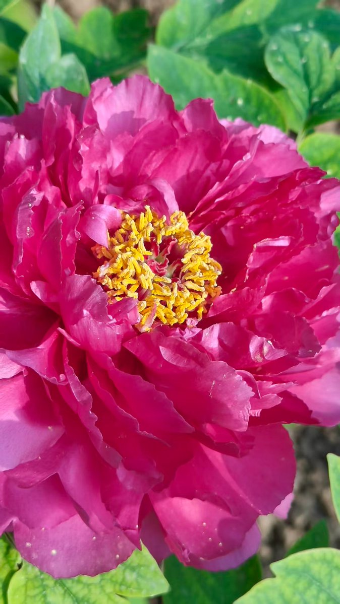 文刀劉（互fo冲5000 勤奋版） tweet media