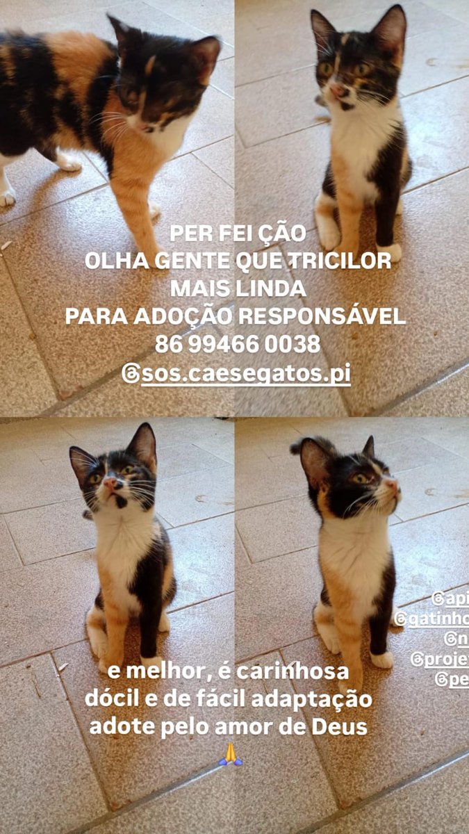 Hariframes tweet media