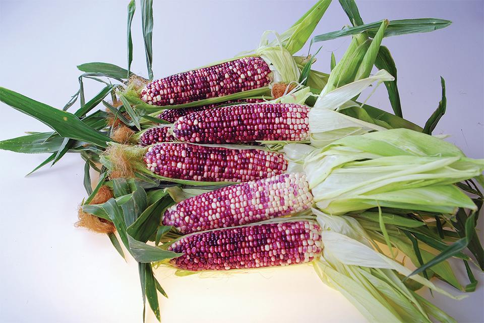 Growing Produce tweet media