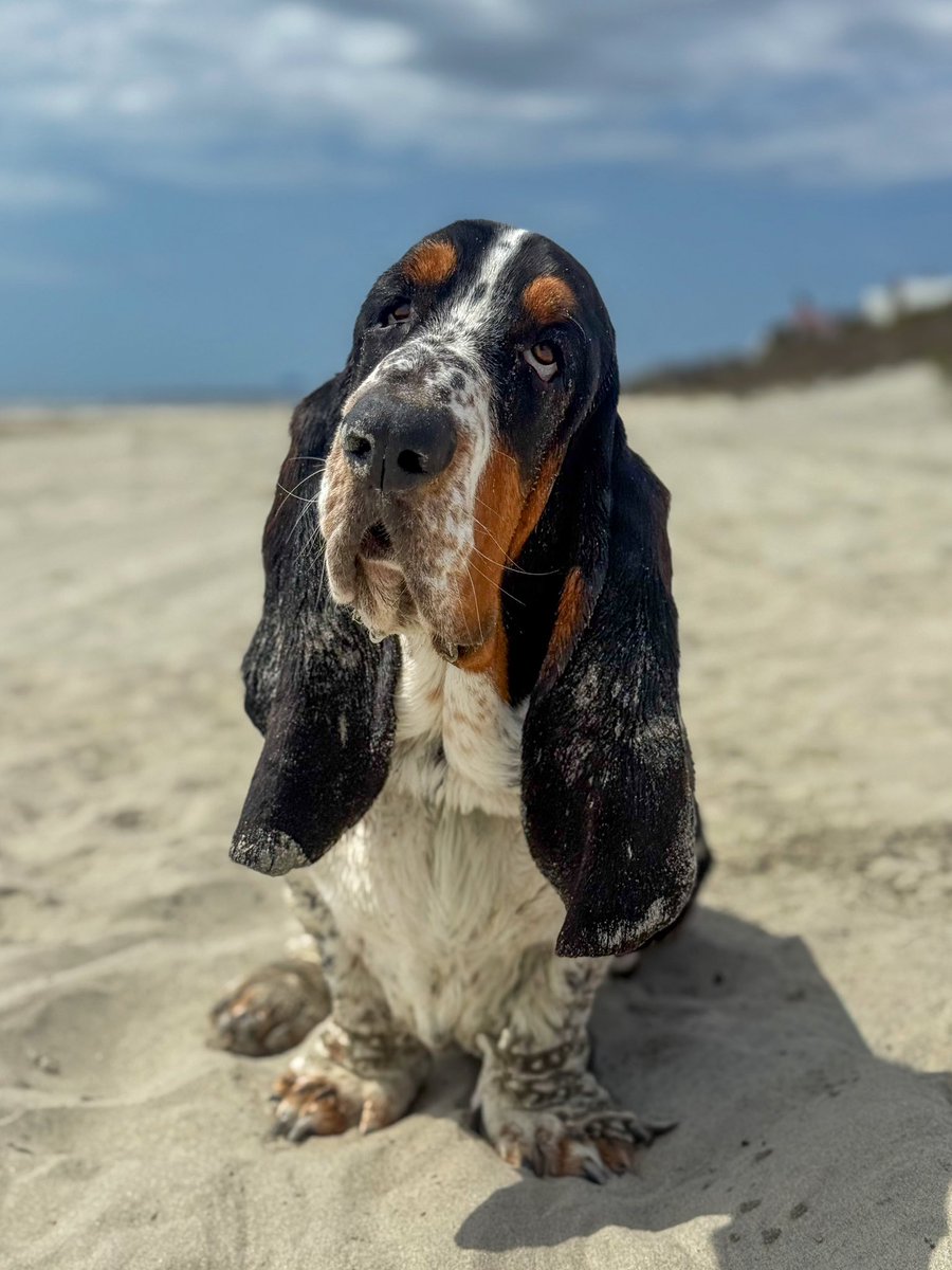 Elmer the Basset tweet media