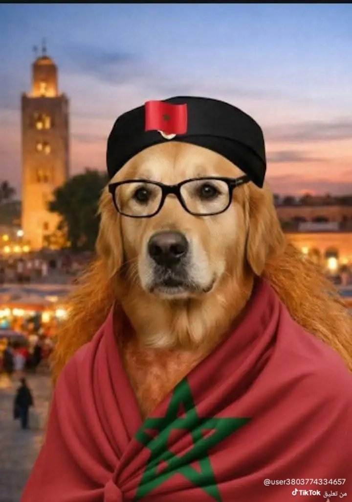 أبو مروان 🇩🇿⚡️⚡️⚡️ tweet media