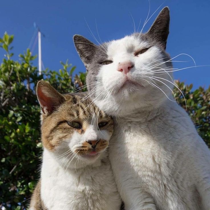 jack wolfe as cats tweet media