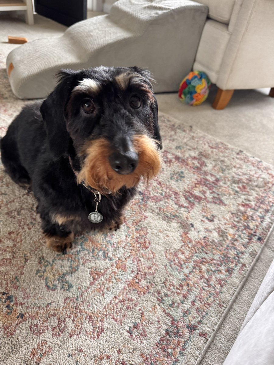 IsabellaDaxie's tweet image. What a difference a day makes …
Well a trip to the groomers ✂️🫶🥹😘

🐾💖💕 #beautiful #princess #eyebrows #tamed