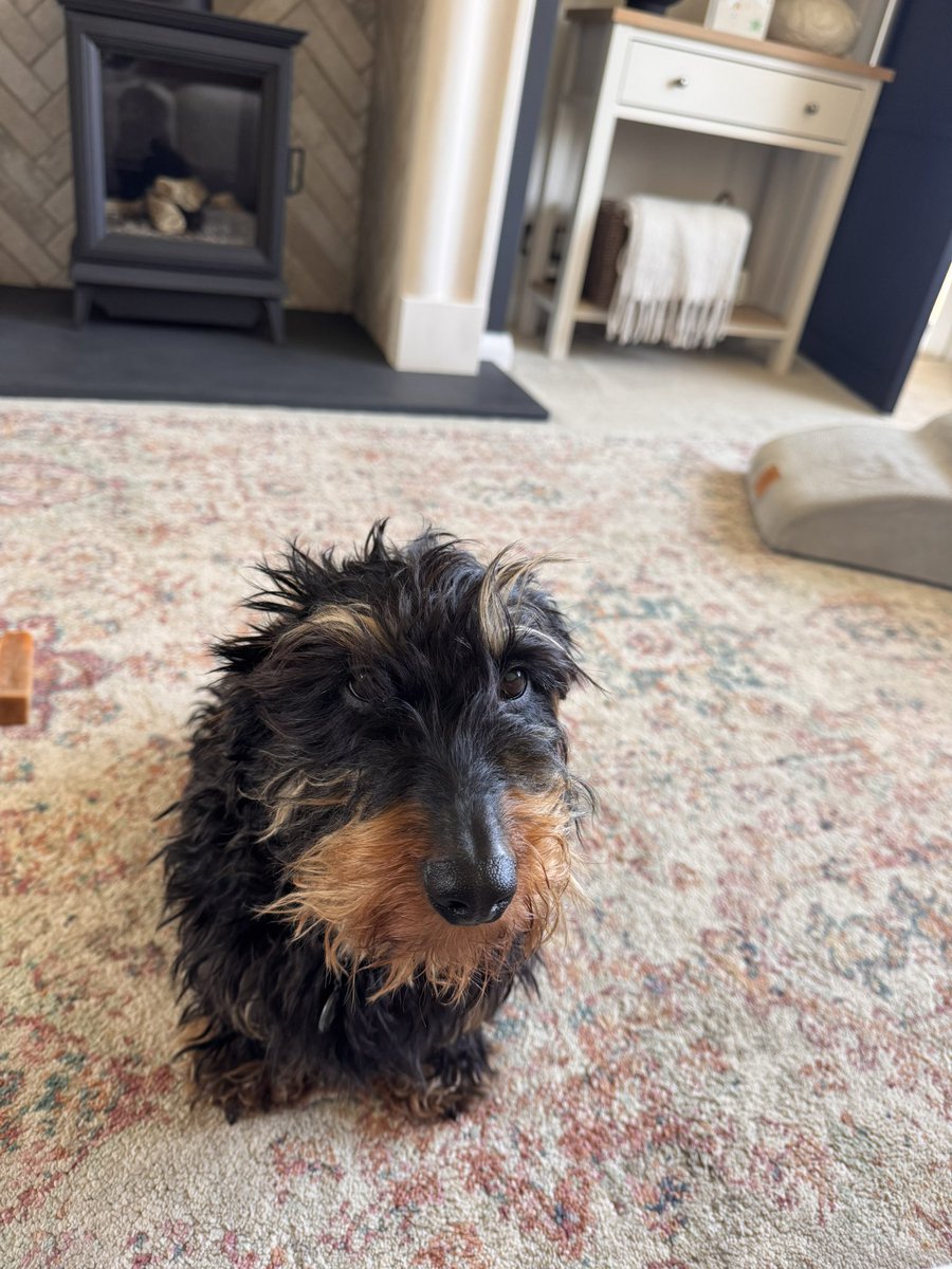 IsabellaDaxie's tweet image. What a difference a day makes …
Well a trip to the groomers ✂️🫶🥹😘

🐾💖💕 #beautiful #princess #eyebrows #tamed