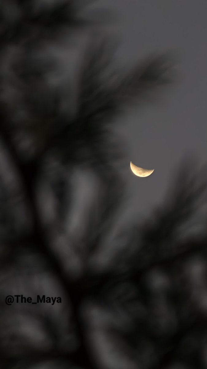 The_Maya tweet media