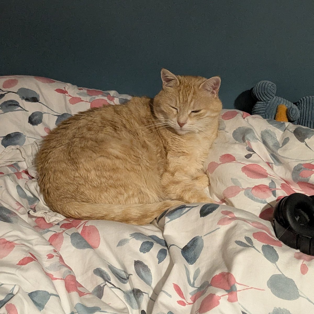 la gaucho de merde (chappell defender) tweet media