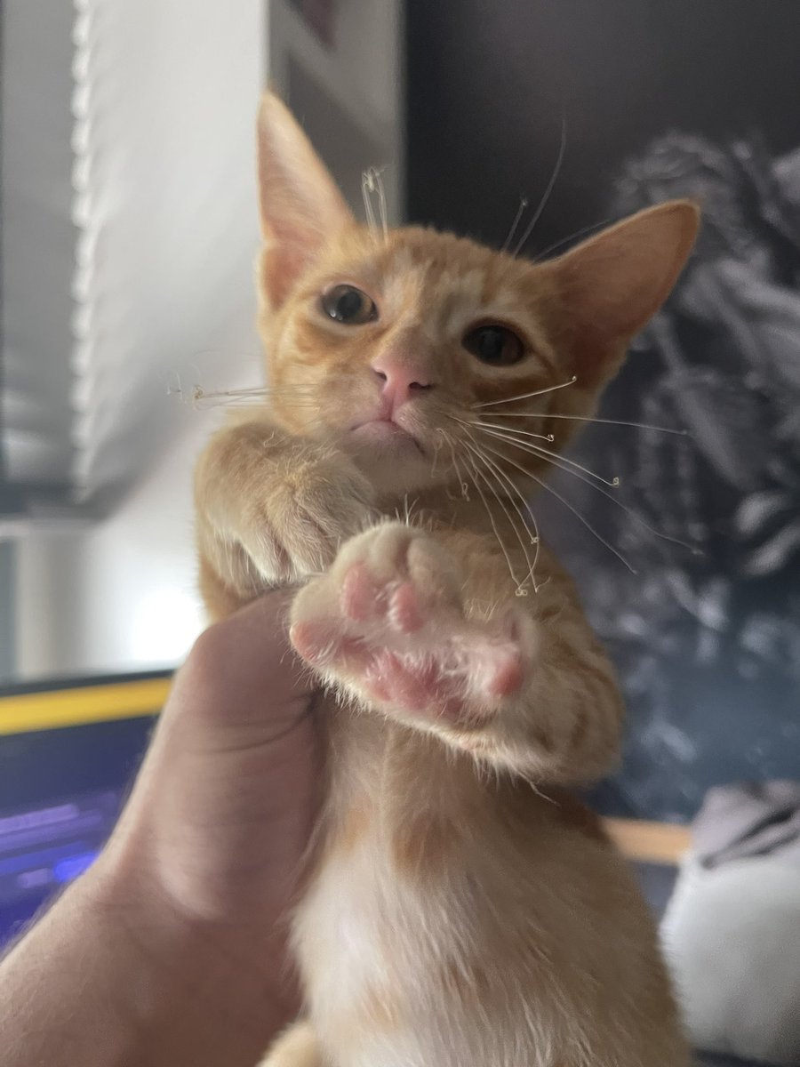 Autistic Mensur tweet media