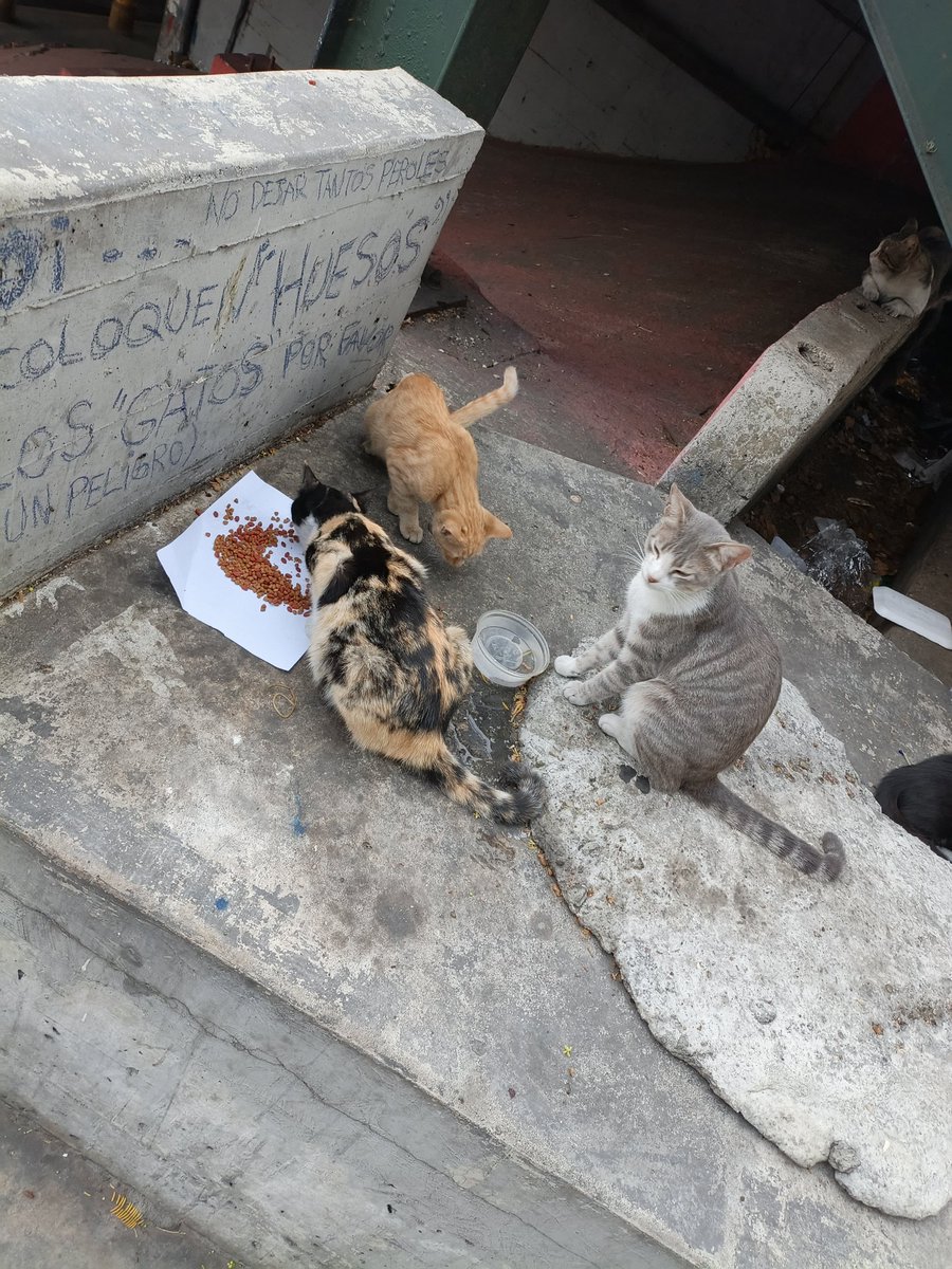 Jose G. Tepedino tweet media