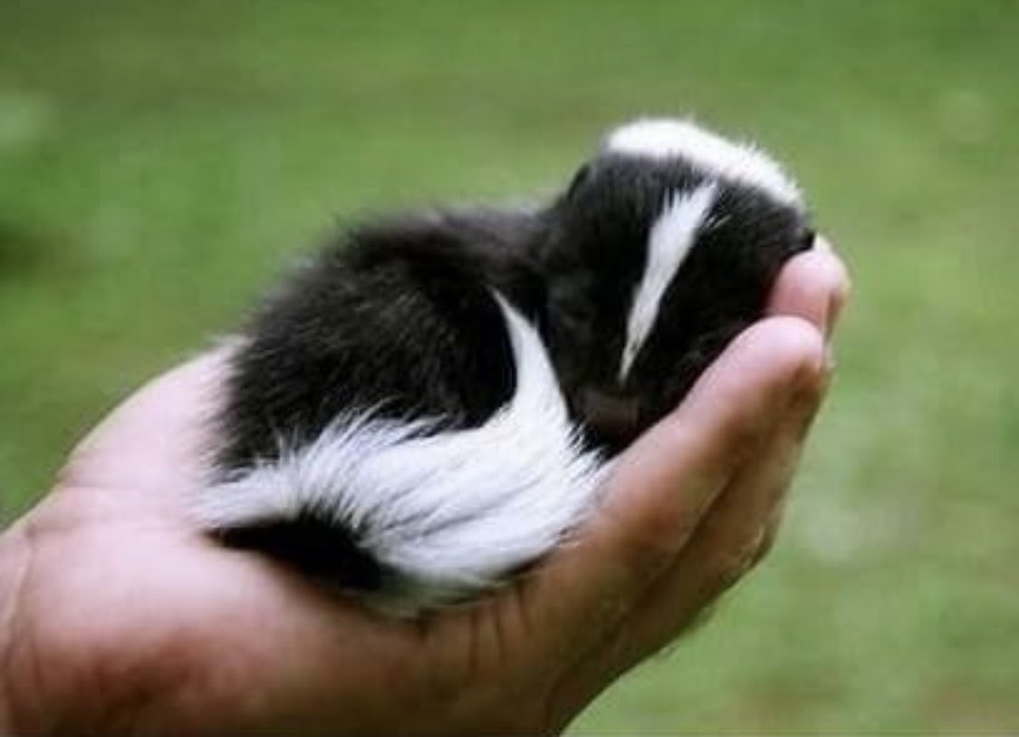 1stAmericanFWoman tweet media