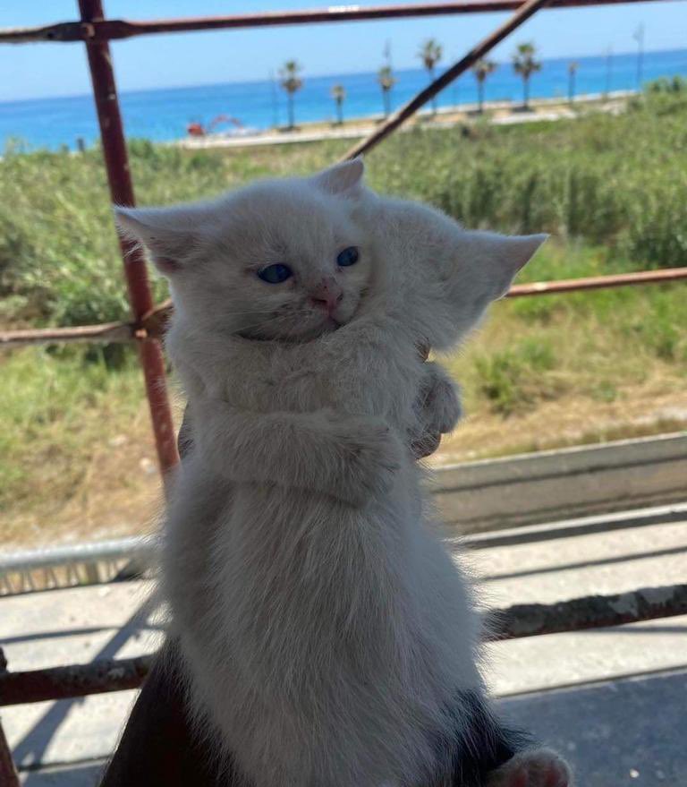 K A K O T O K A K tweet media