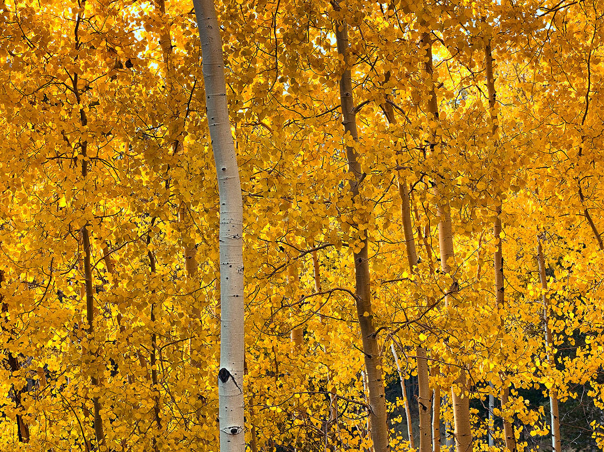 🌟 Behold the Aspen: Nature's Own Social Network! 🌟

Ever wonder how trees stay connected in this high-speed world of ours? Meet the Aspen tree, the original influencer of the forest, with roots so interconnected, they make your family's group chat look like a deserted island.