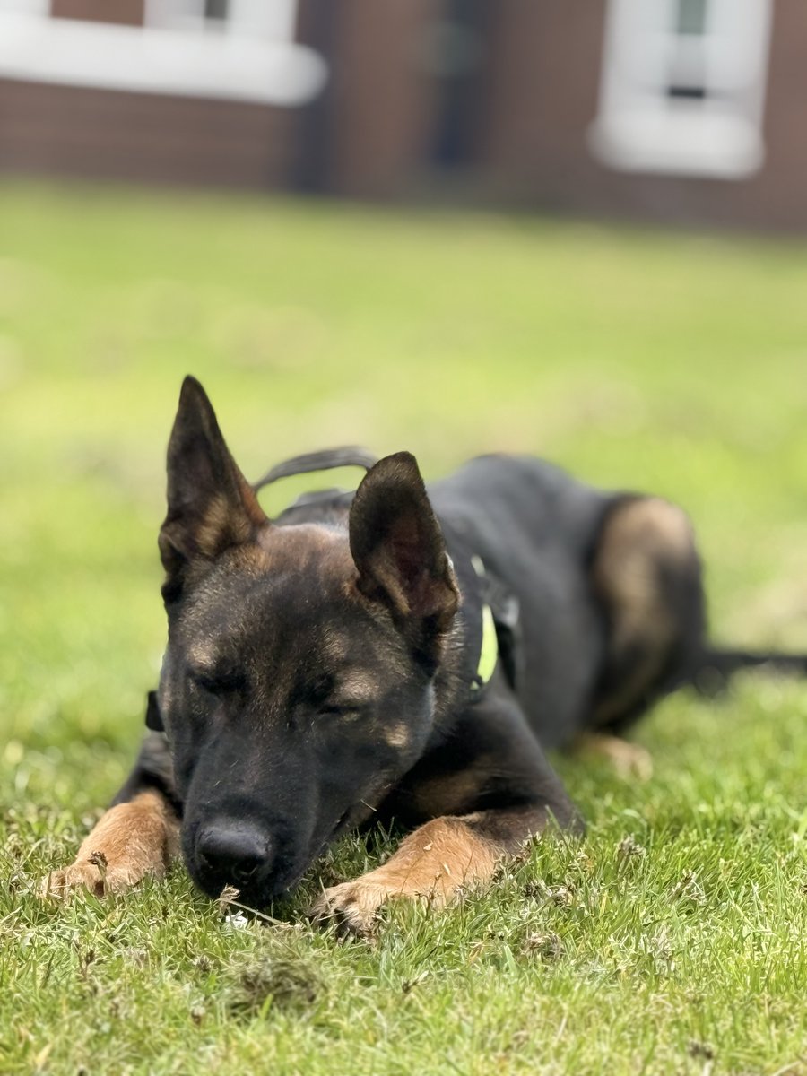 Mersey Police Dogs tweet media