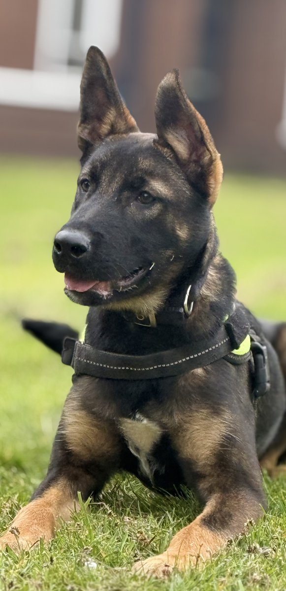 Mersey Police Dogs tweet media