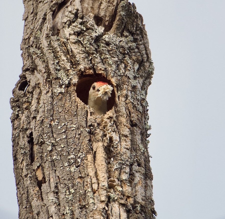 RoppityPhotos's tweet image. Dad cleaning up the house.  Fuck it.  Someone else clean it up.
#Woodpecker #Birds #BirdWatching #BirdPhotography #Wildlife #WildlifePhotography
