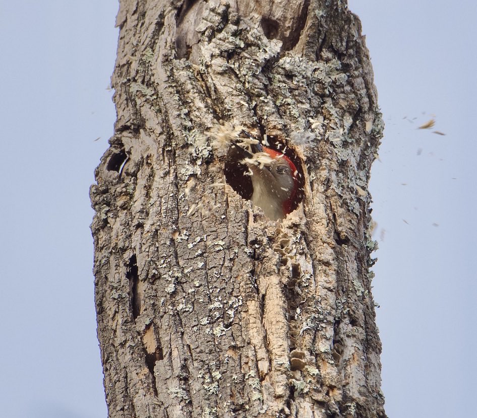RoppityPhotos's tweet image. Dad cleaning up the house.  Fuck it.  Someone else clean it up.
#Woodpecker #Birds #BirdWatching #BirdPhotography #Wildlife #WildlifePhotography