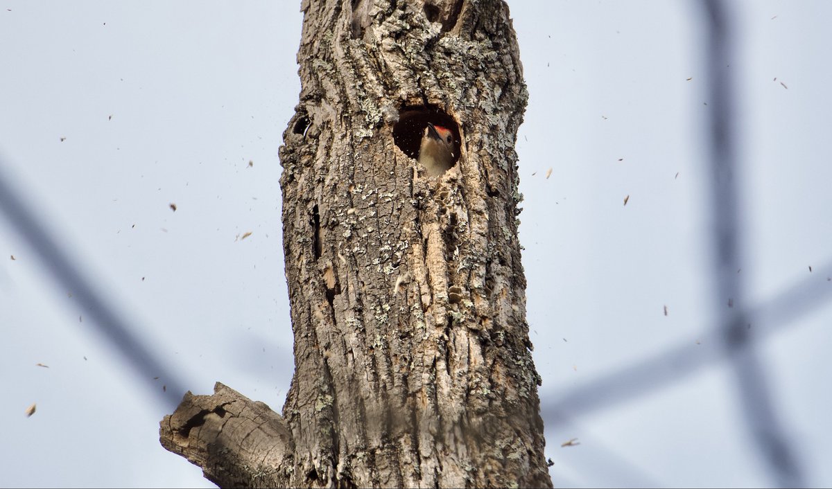 RoppityPhotos's tweet image. Dad cleaning up the house.  Fuck it.  Someone else clean it up.
#Woodpecker #Birds #BirdWatching #BirdPhotography #Wildlife #WildlifePhotography