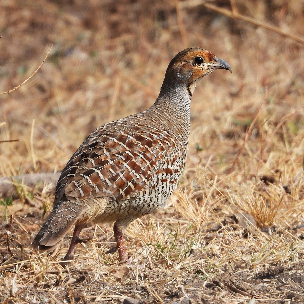 BRStretch's tweet photo. Firmly grounded in Gujarat, India earlier this year.

Clockwise from left;
Grey Francolin - common &amp; widespread resident.
Common Quail - widespread winter visitor.
Barred Buttonquail - widespread resident but often difficult to see well; this bird pretended otherwise.

#IndiAves https://t.co/MqMBVOovIX