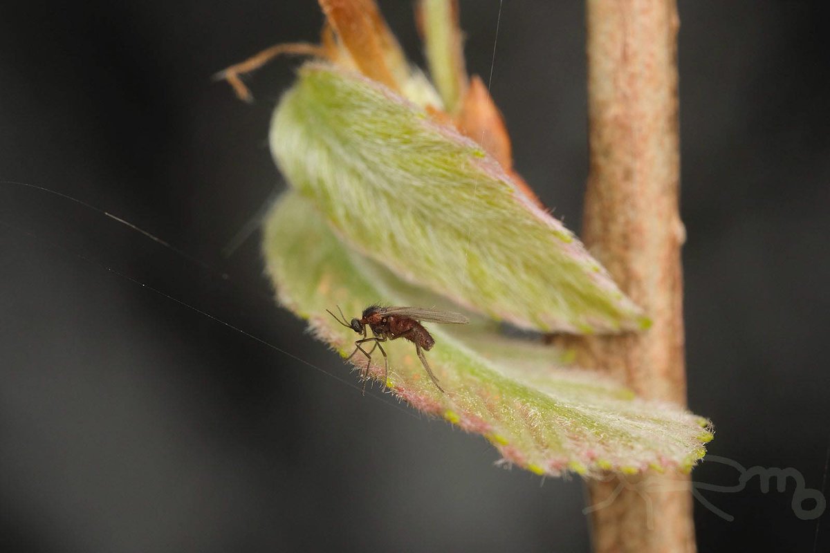 mouuuusa tweet media