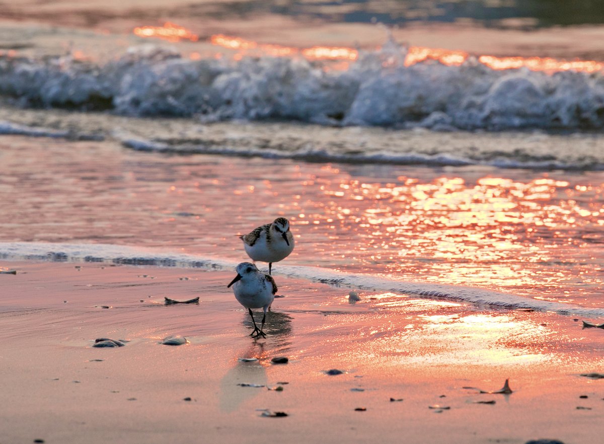 PlayCleanGo: Stop Invasive Species In Your Tracks tweet media