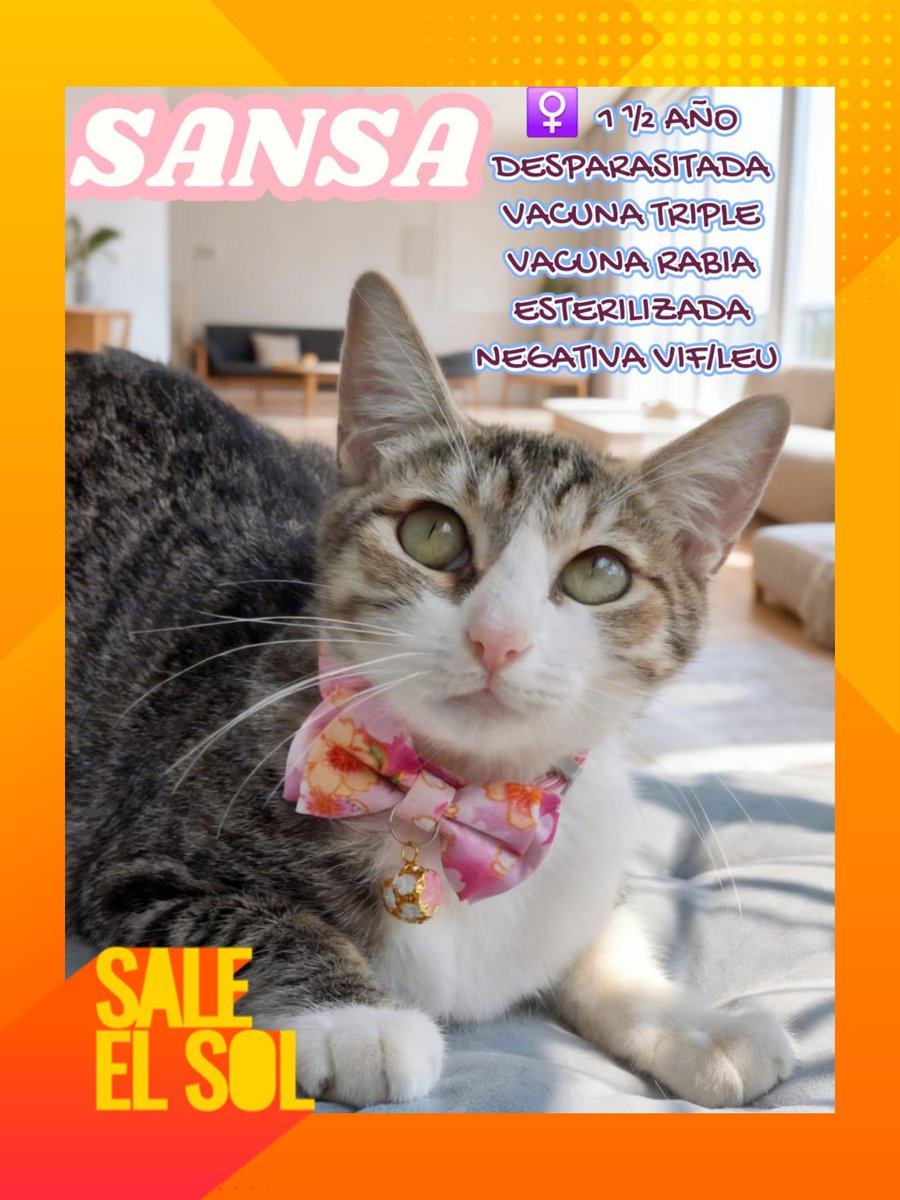 saleelsoltv's tweet photo. ¡Estos hermosos gatitos están buscando un hogar! 😻🏠❤️

¡Si quieres ayudar a uno, contacta a @gatitosasalvo! 📲☀️📺 #DetrásDeSES https://t.co/zo8PmT8ss3