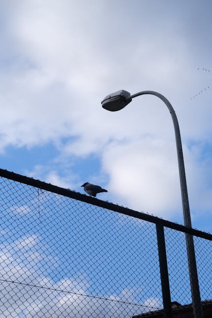 Luana Recupero tweet media