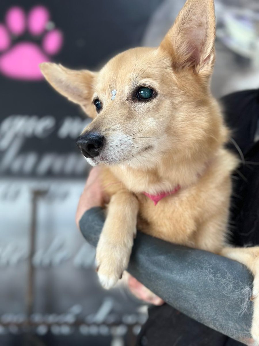 Akira ✧ KERNEL HEARTS HYPE✨ tweet media