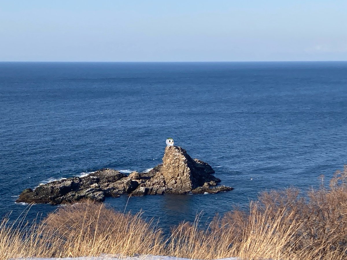 ことりっぷ tweet media