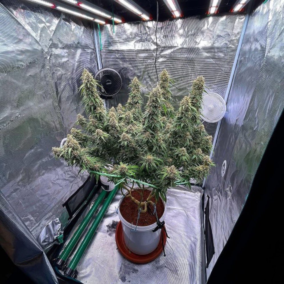 Stoner Barbie tweet media