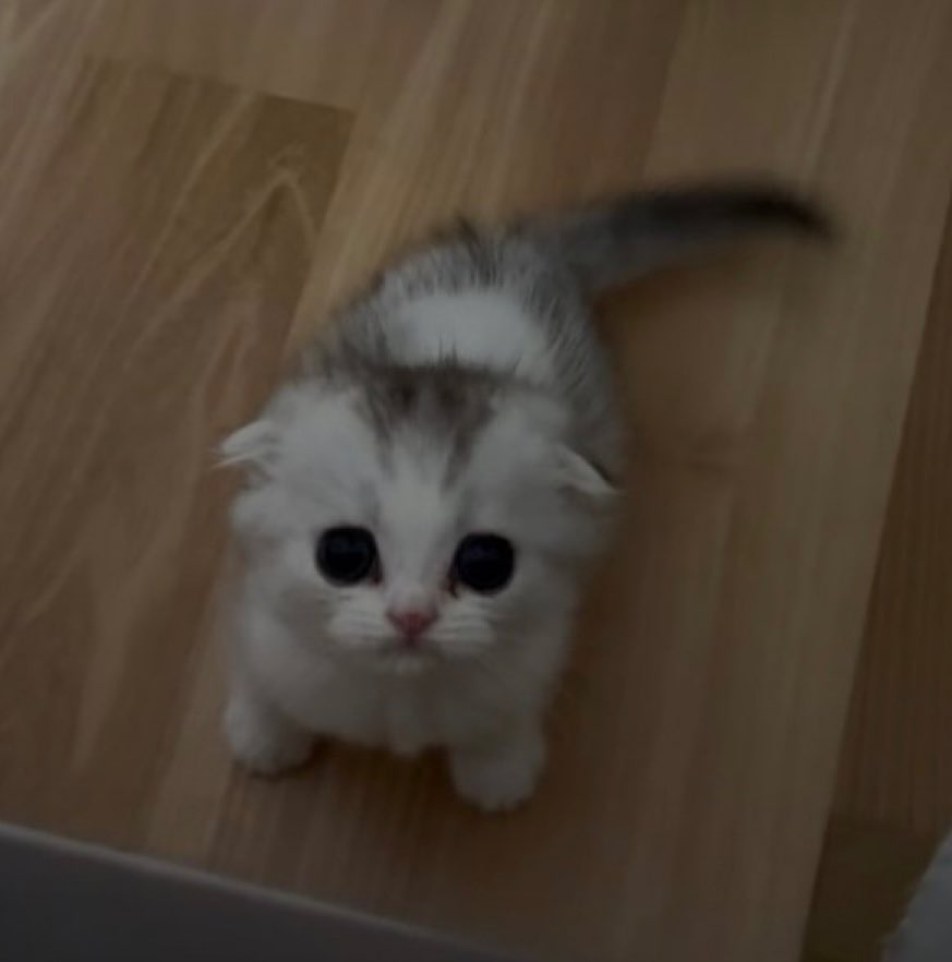 han | mv comms open tweet media