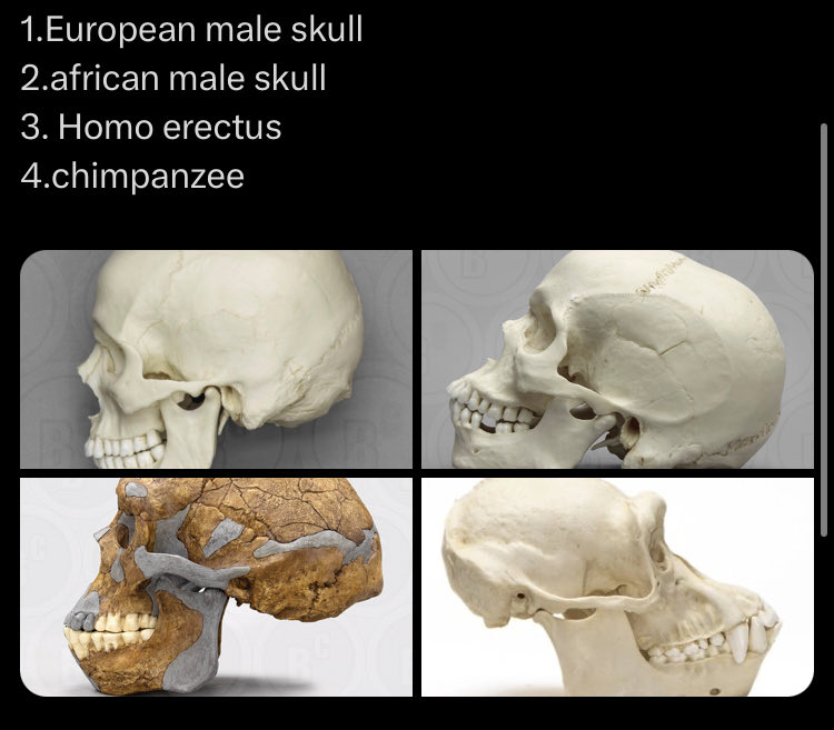 Paulie Penguins tweet media