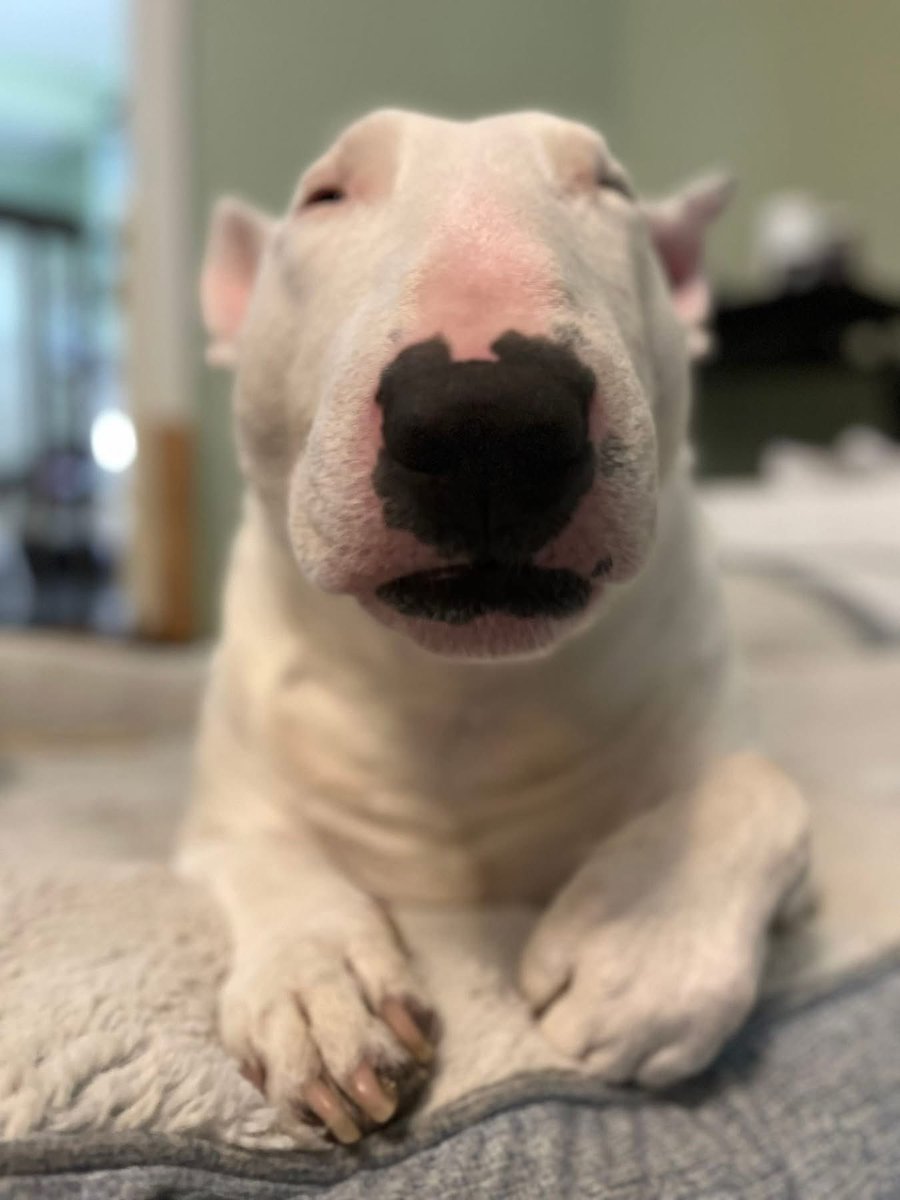 🐶 NELSON tweet media