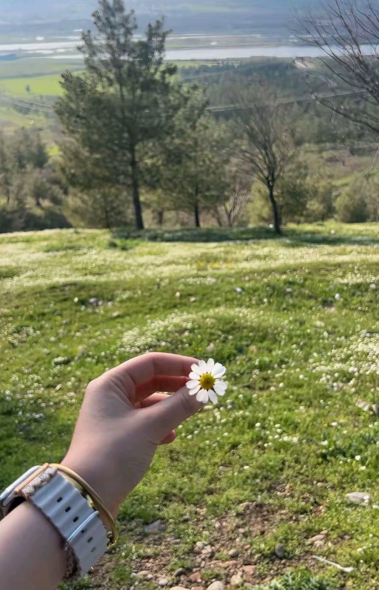 Papatyalar zamanı tweet media