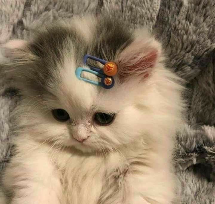 shu ⋆。°✩ tweet media