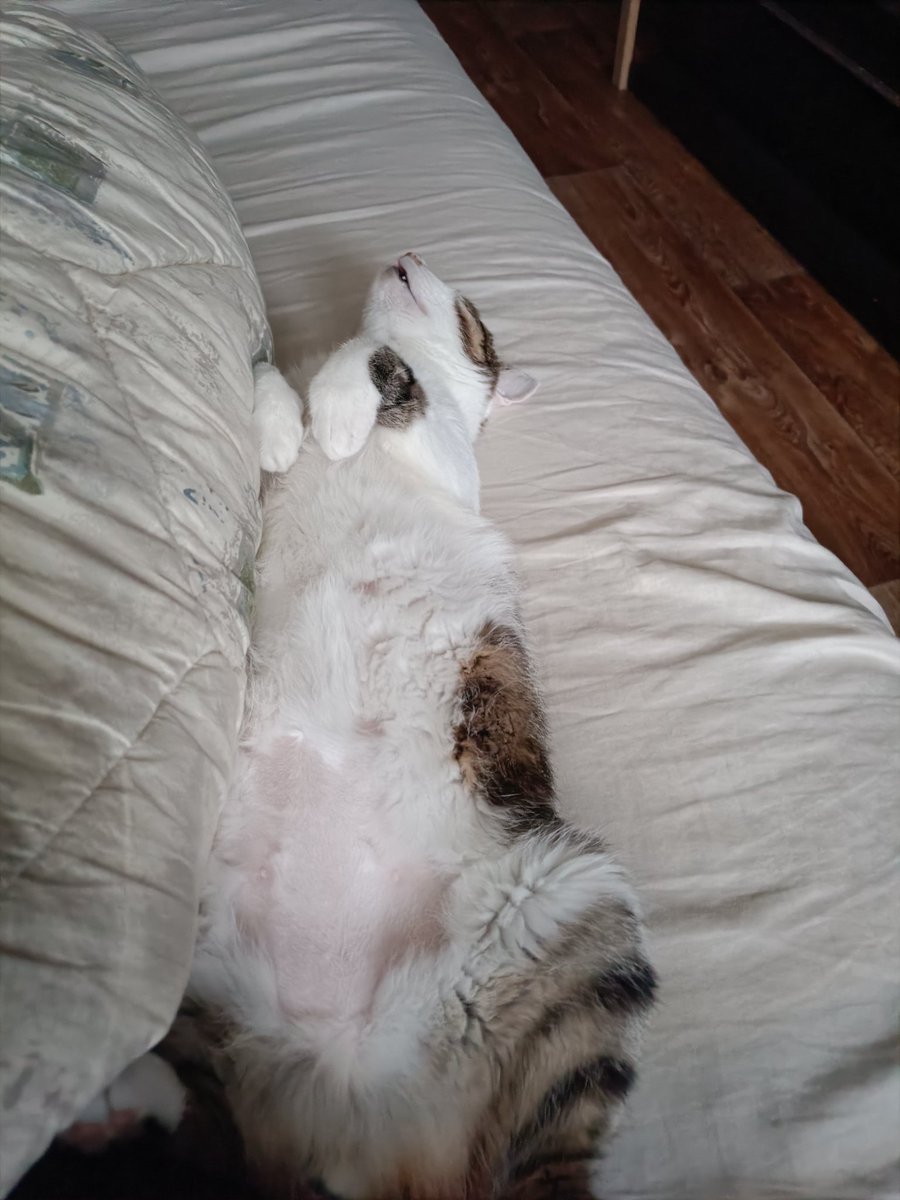 Нинон tweet media