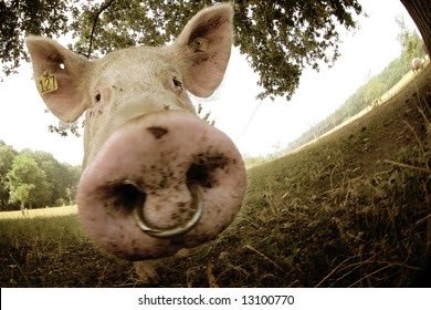 Graham Emery tweet media